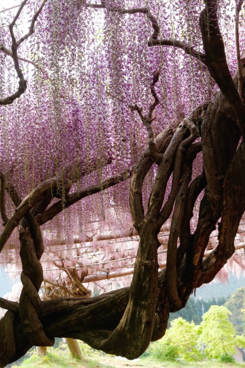 sazanami-ayame: 北九州市・河内藤園。藤の木ってこんなに立派なのね。 2013.5.3.   Wisteria tree at Kawachi Wisteria Garden in F