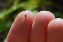 sonsofsauron:  zacharielaughingalonewithsalad:  snailkeeping:  molluscainthehouse:  bioticbear:  this is the smallest snail i’ve ever found. i used to keep snails as pets who were bigger than this when they first hatched, so this snail used to be even