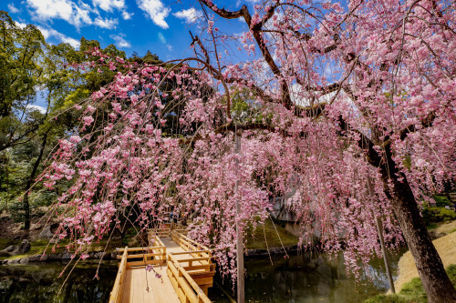 桜の園