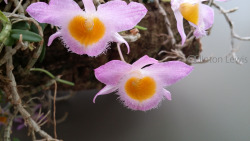 orchiddynasty:  Dendrobium loddigesii (China/Vietnam/Hong