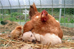 unamusedsloth:Chicken hatches a puppy.