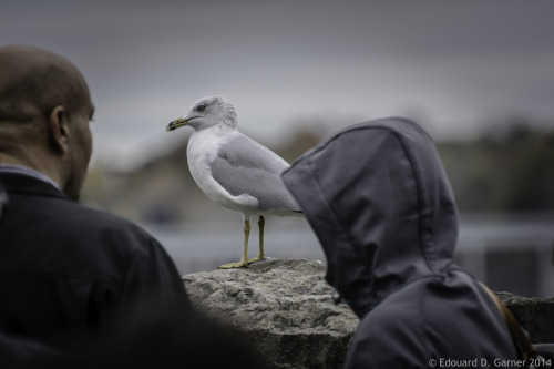 sea gull