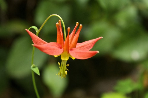 Aquilegia canadensis - Red Lantern Columbine [Cloudy]