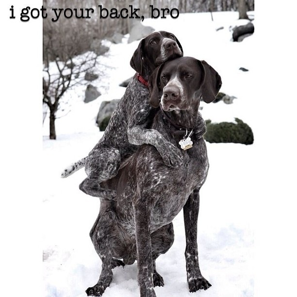 bestofpack:   Congratulations on being an Editor’s Pick on Pack!Dog: Branston,