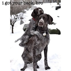 bestofpack:   Congratulations on being an Editor’s Pick on Pack!Dog: Branston, the German Shorthaired Pointer. Human: (the awesome person who owns this photo!): Kimberly. See more of this dog: http://packdog.com/post/mC4qv