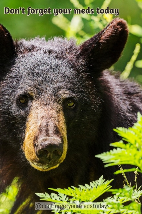 [image description: A photo of a black bear, surrounded by green undergrowth. Text above the bear re