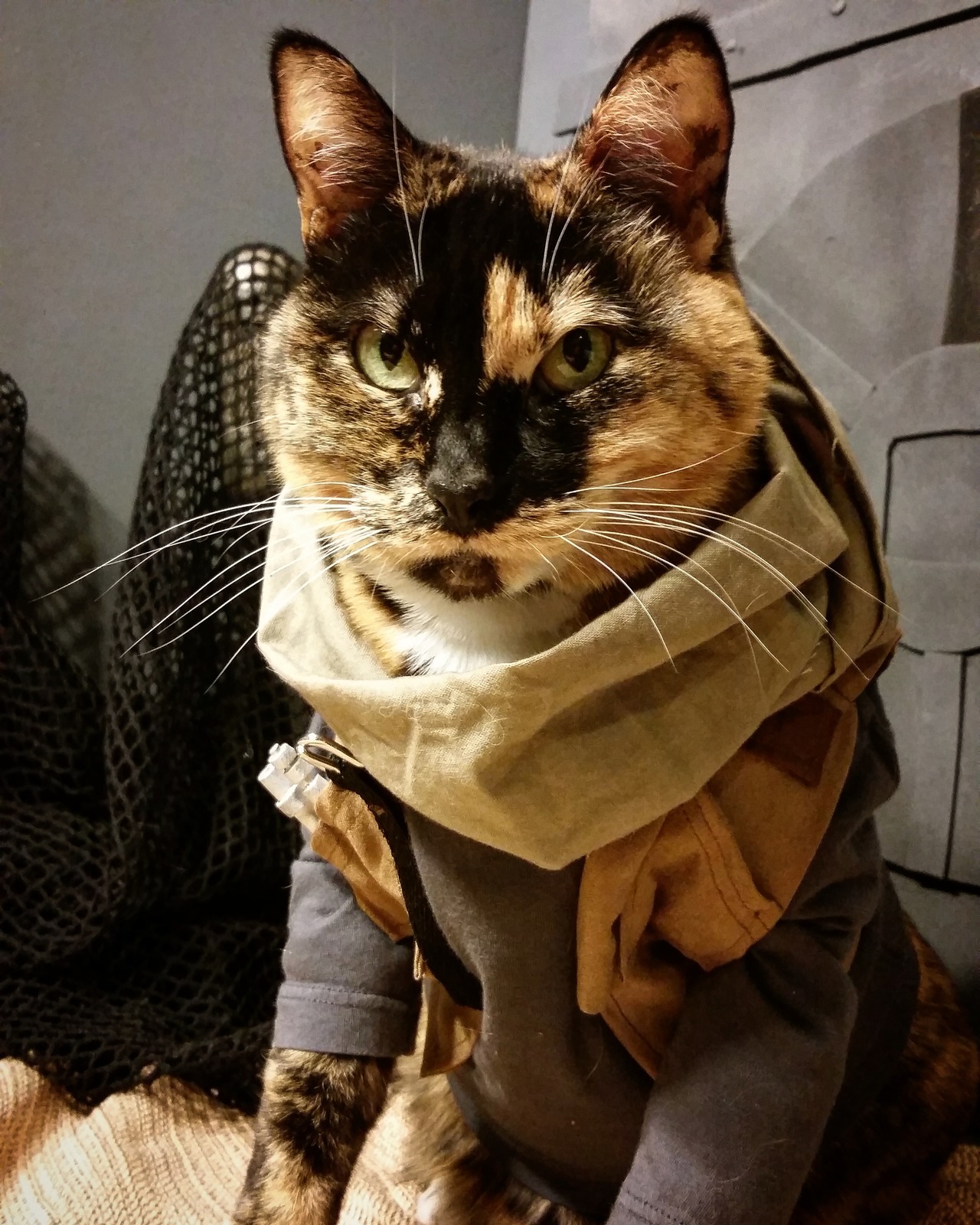 cat-cosplay:  “The Time To Fight Is Meow!” ~Jyn Purrso
