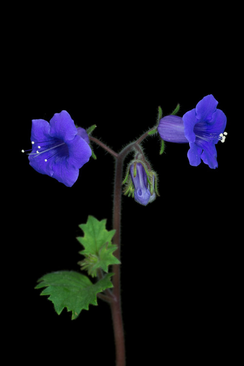 Phacelia minor, the California Bluebell, is a member of the forget-me-not family (Boraginaceae) ende