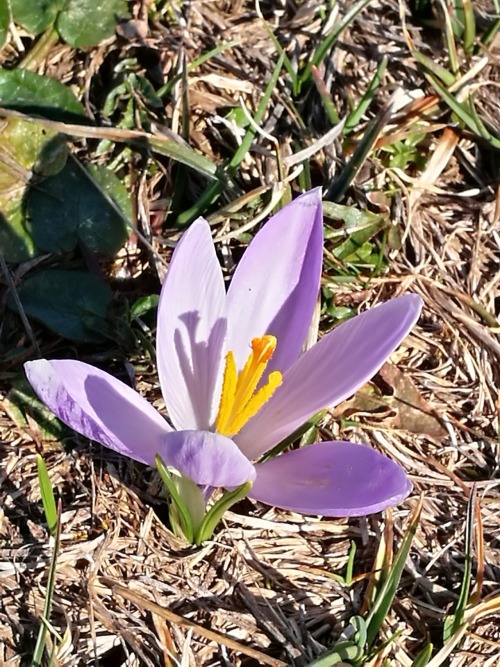 Piccolo Fiore