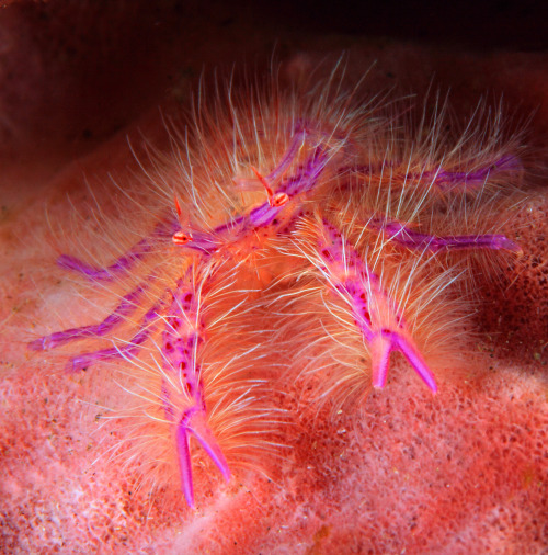 Pink Squat Lobster (Fairy Crab)