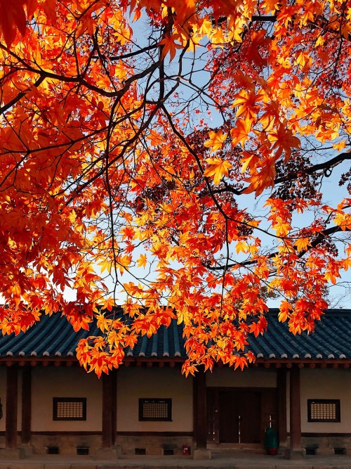 Beautiful ginkgo trees at historic Sungkyunkwan University.