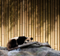 giantpandaphotos:  Da Mao at the Toronto