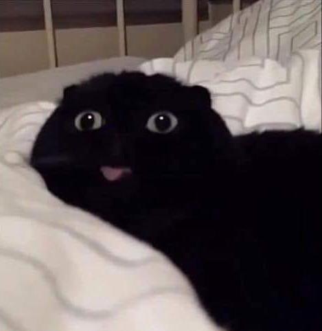 cutecornflakes:  Blep