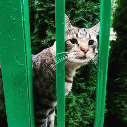 Bialski kot #białapodlaska #bialapodlaska #kot #cat #koty #cats...