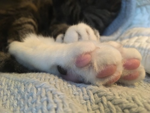 lapiphosu: clean beans!