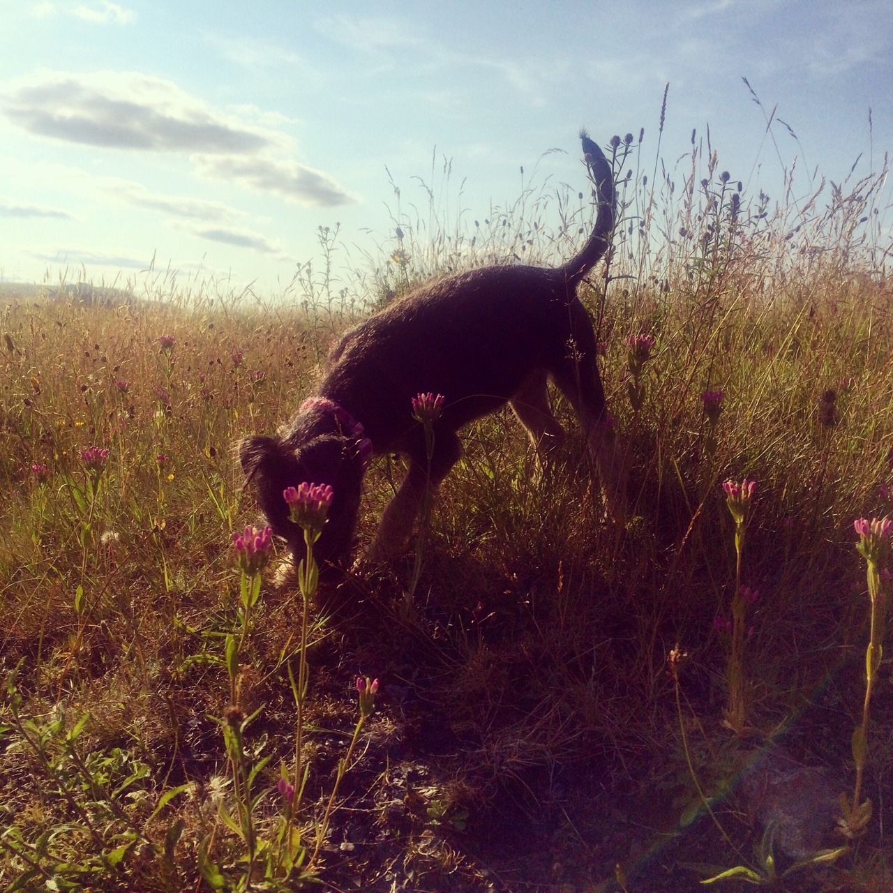 handsomedogs:  Tess, border terrier, 13 weeks old :)
