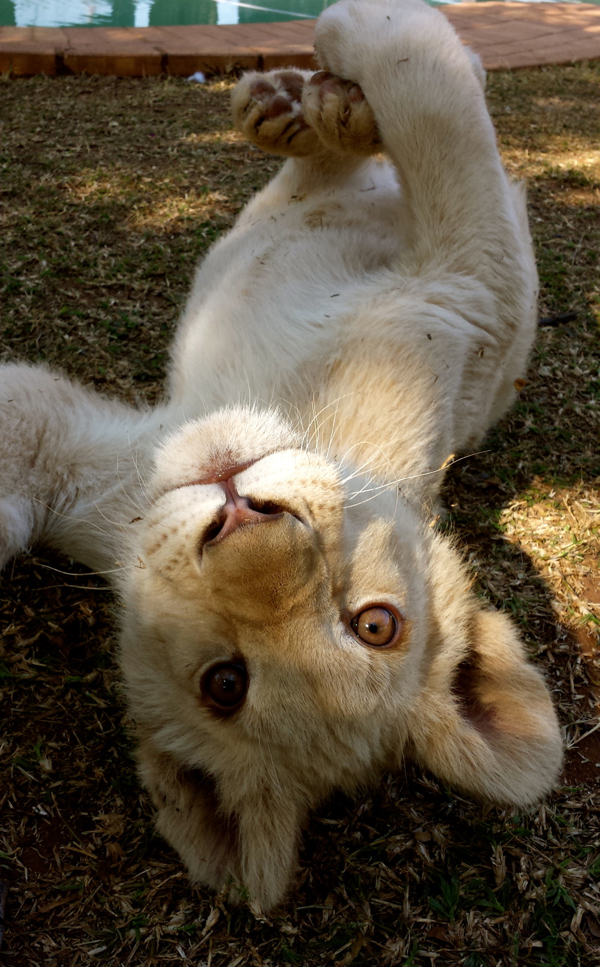 jack-the-lion: littlehelly:  Hunter &amp; Savannah (with the tin) &lt;3 