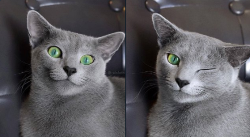 justcatposts:When this cat winks at you, you know you’ll pass a great day (via)