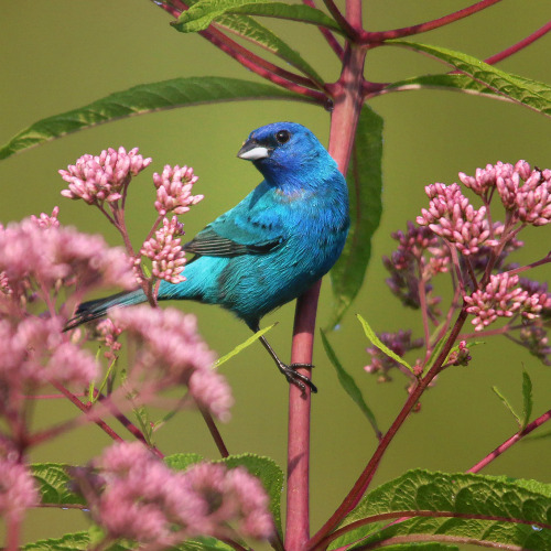 florealegiardini:  Indigo Dream by Rob BlairA vibrant male Indigo Bunting perched on blossoming Joe Pye weed with a soft green summer background.  