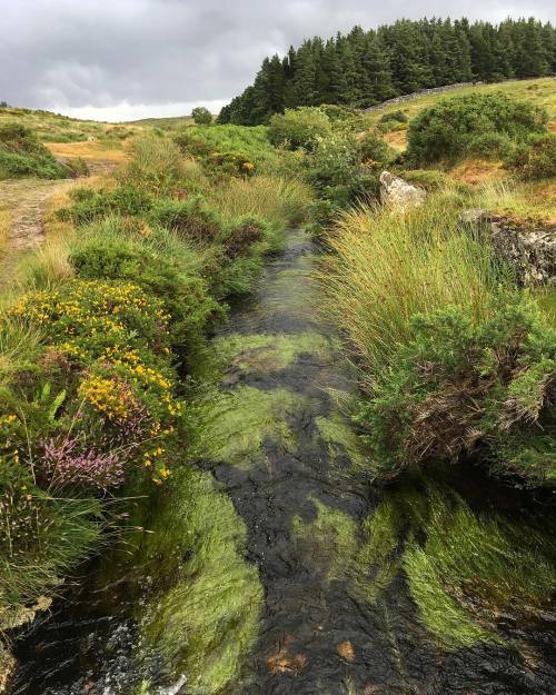 Porn photo gnomegogo:Moorland stream #dartmoornationalpark