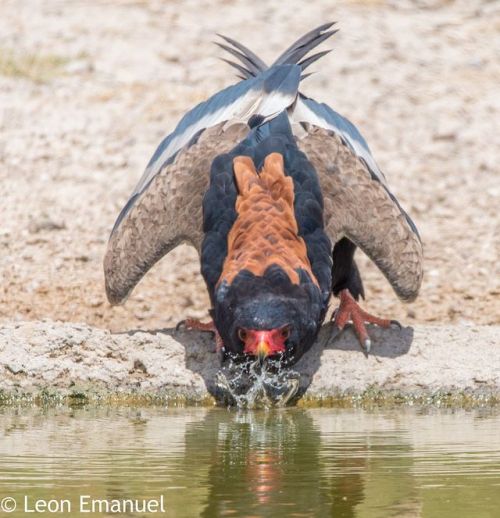 end0skeletal: The bateleur eagle is endemic to Africa and small parts of Arabia. It is a medium-size