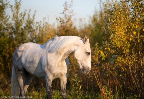 Orlov Trotter stallion Arzamas