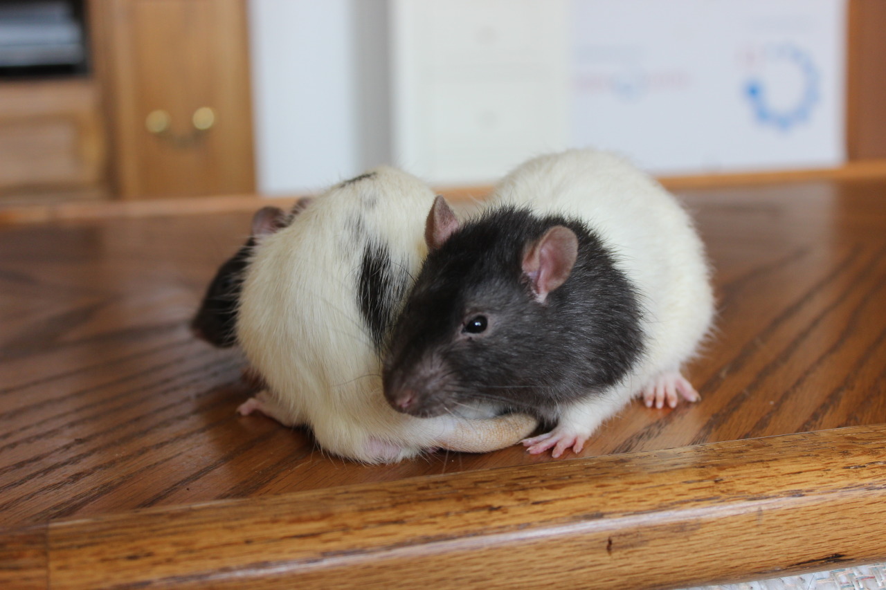 youbringdamnation:   RATS TO GOOD HOMES  I have 5 boys who need good homes. I live