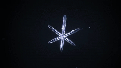 nubbsgalore:snowflake crystallization microscopy (x)