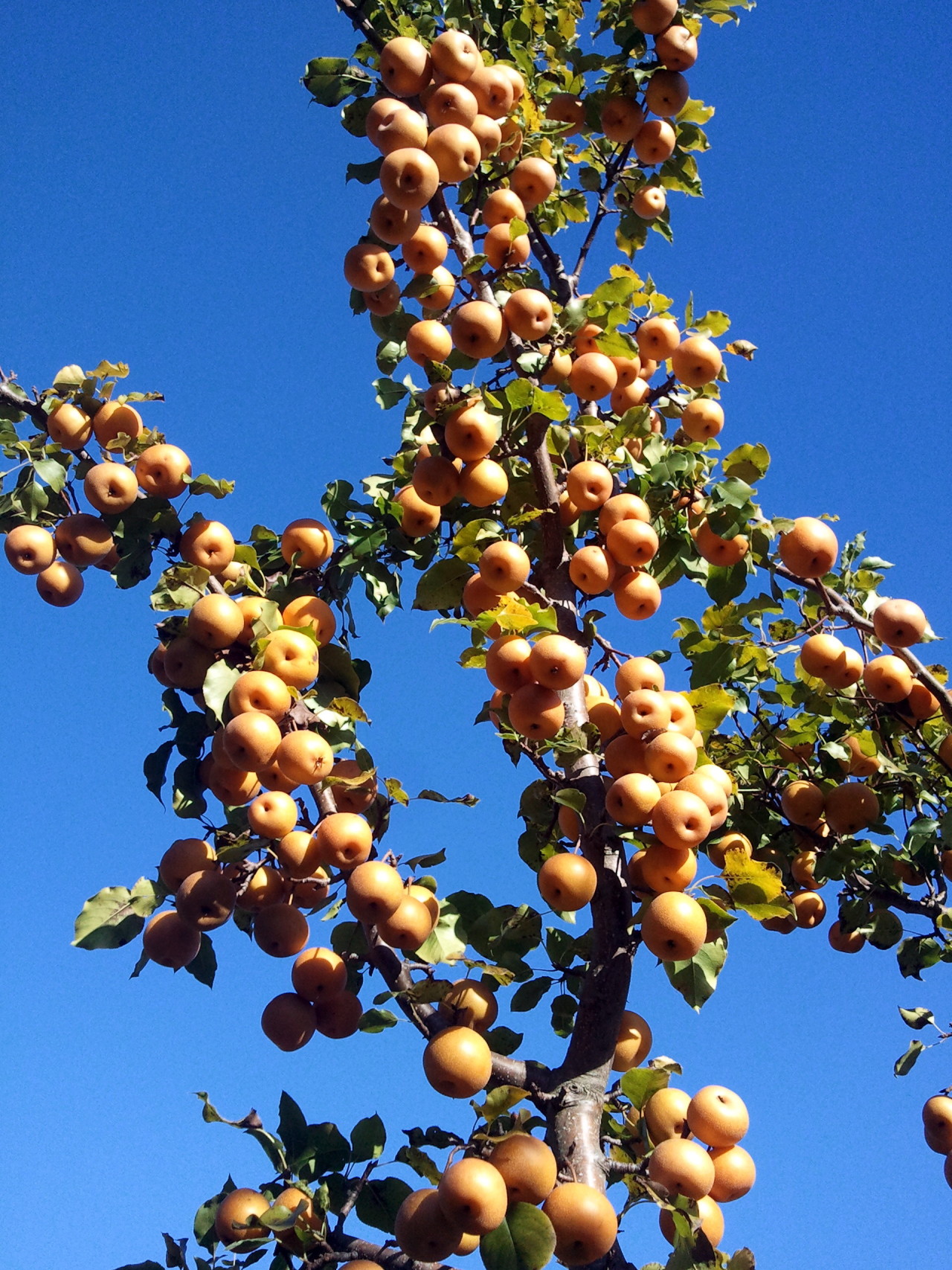 iggymogo:  korean pears growing in a farm somewhere in illinois. so sweet, so delicious.