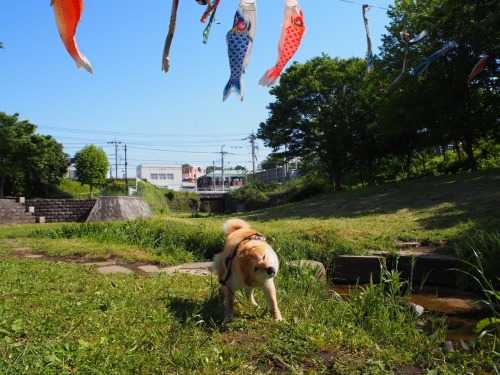 shibainu-komugi: 今日の柴犬の小麦さん #shiba #dog #komugi #柴犬