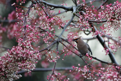 nubbsgalore:every december, waxwings descend on great britain from their native scandanavian breadin