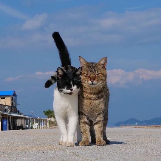 cat-lover-1001:  Love is precious 😍💖💖 
