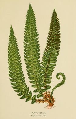 heaveninawildflower: Illustrations of Ferns taken from ‘British Ferns and their Varieties’ by Charles T. Druery. Published 1912 by George Routledge &amp; Sons Ltd.  NCSU Libraries  https://archive.org/details/britishfernsthei00drue 