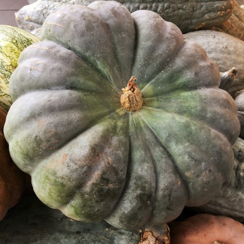 Green Pumpkin, Oak-Marr Farmers Market, Fairfax, 2016.As I assume pumpkin season has ended, this wil