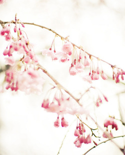 kudou-kun:  sakura dew by (blue wind*)