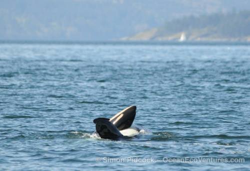 blackfishsound: J50 and J16 socializing, photo by Simon Pidcock.