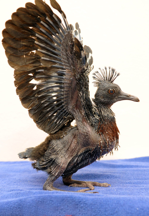 honeymushroom:18 day old Victoria crowned pigeon