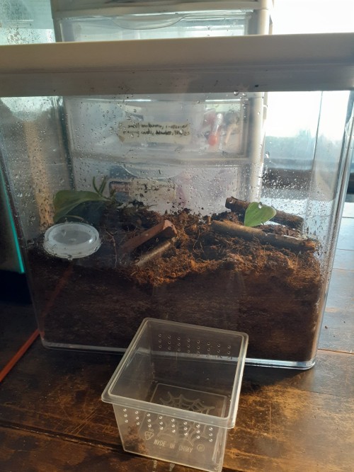 I Also Upgraded My New Centipede. This Centipede Does Not Have A Name Yet. Originally She Was Just In