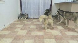 awwww-cute:  Siberian Husky dad playing playing