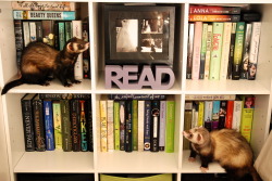 the-book-ferret:  Bookshelf: Updated with