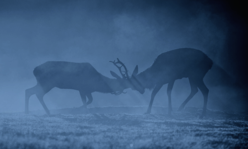 stereoscape:  nubbsgalore:  late autumn, early morning in england’s richmond park. photos by dan kitwood and mark bridger (previously featured)  @reshopgoufa 