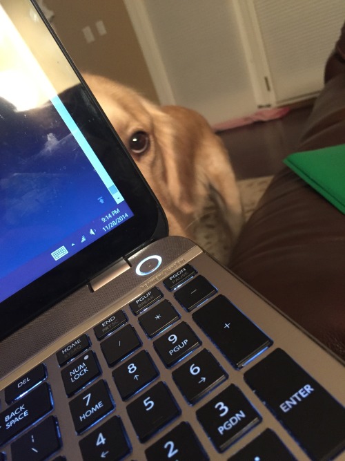 yourmorningmelody:manbunenthusiast: *jaws theme plays in the distance*   My doge does this