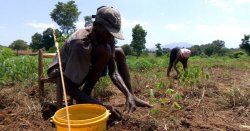 nativenews:  U.S. attempts to wipe out Haiti’s peanut farmers/non-modified peanut production just like they did with Haitian rice Over 50 groups of farmers and aid workers seek to stop planned 500 ton shipment that US officials term “a donation”.