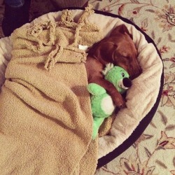 cute-overload:  All snuggled up with my buddy!http://cute-overload.tumblr.com