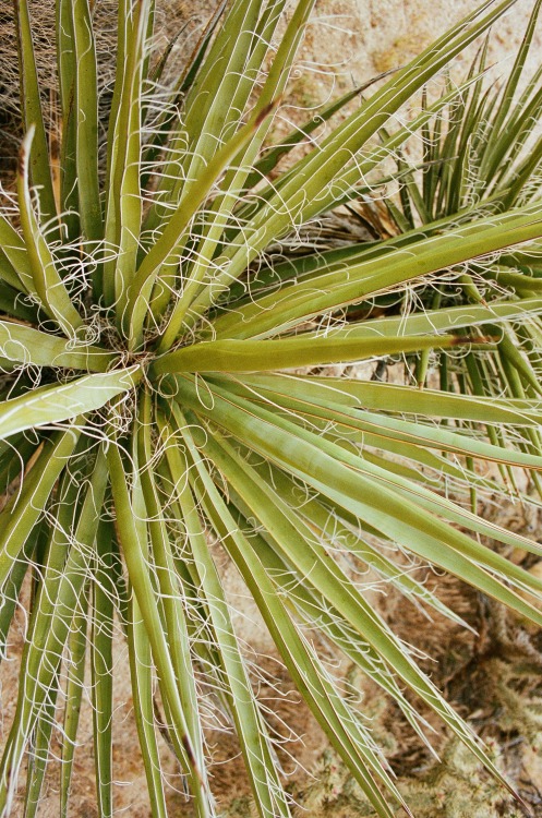 Perpetual Birth, Mojave Desert, April 2016Alexandra Moskow