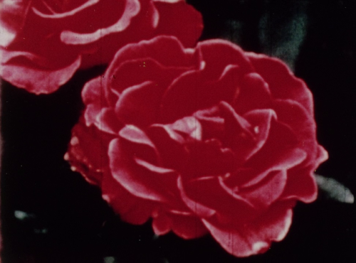 365filmsbyauroranocte:Hybrid (Jack Chambers, 1967)