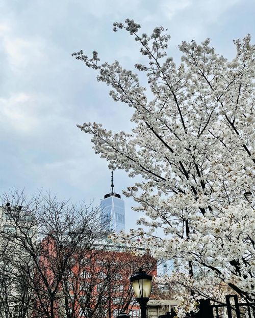 The cherry blossoms in NYC are finally blossoming ❤️. I really miss this time of the year living in 