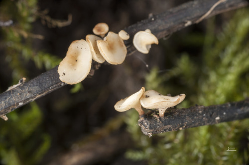  Breakthrough on ash dieback UK scientists have identified the country’s first ash tree that shows t