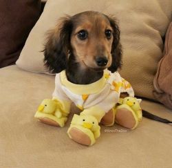 awwww-cute:  My friend’s dog in duck pajamas