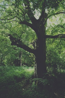 littlelogcabin:  pine—forest:  south-england:  Big Tree »» Thomas Hanks       ☮winter indie nature grunge vintage❅